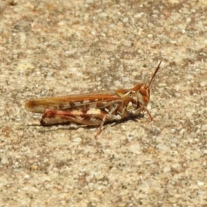 Austroicetes sp. (genus) at Fadden, ACT - 11 Dec 2019