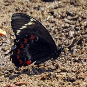 Papilio aegeus at Fadden, ACT - 11 Dec 2019