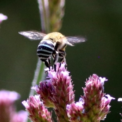 Amegilla (Zonamegilla) asserta (Blue Banded Bee) at Fadden Hills Pond - 12 Dec 2019 by RodDeb