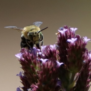 Amegilla (Zonamegilla) asserta at Fadden, ACT - 12 Dec 2019