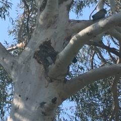 Callocephalon fimbriatum at Hughes, ACT - suppressed