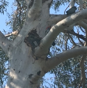 Callocephalon fimbriatum at Hughes, ACT - suppressed