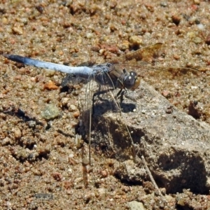 Orthetrum caledonicum at Fadden, ACT - 12 Dec 2019