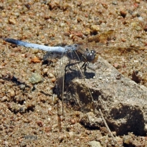 Orthetrum caledonicum at Fadden, ACT - 12 Dec 2019 11:45 AM