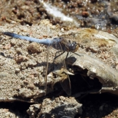 Orthetrum caledonicum at Fadden, ACT - 12 Dec 2019 11:45 AM