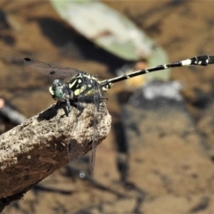 Austroepigomphus praeruptus (Twin-spot Hunter) at Mulligans Flat - 12 Dec 2019 by JohnBundock