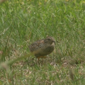 Turnix varius at Quaama, NSW - 16 Oct 2018 10:43 AM