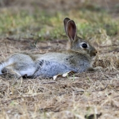 Oryctolagus cuniculus (European Rabbit) at Mount Ainslie to Black Mountain - 11 Dec 2019 by AlisonMilton