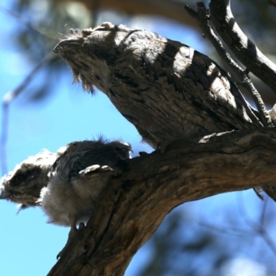 Podargus strigoides (Tawny Frogmouth) at Ainslie, ACT - 14 Nov 2019 by jbromilow50