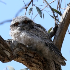 Podargus strigoides at Ainslie, ACT - 14 Nov 2019