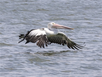 Pelecanus conspicillatus (Australian Pelican) at Acton, ACT - 11 Dec 2019 by AlisonMilton