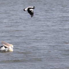 Pelecanus conspicillatus at Acton, ACT - 11 Dec 2019