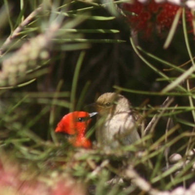 Myzomela sanguinolenta (Scarlet Honeyeater) at Quaama, NSW - 2 Nov 2006 by FionaG