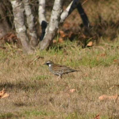 Cinclosoma punctatum (Spotted Quail-thrush) at Quaama, NSW - 24 Apr 2006 by FionaG