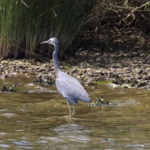 Egretta novaehollandiae at Acton, ACT - 11 Dec 2019