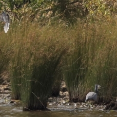 Egretta novaehollandiae at Acton, ACT - 11 Dec 2019