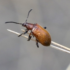 Ecnolagria grandis (Honeybrown beetle) at Acton, ACT - 10 Dec 2019 by AlisonMilton