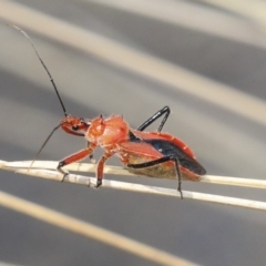 Gminatus australis (Orange assassin bug) at ANU Dickson Precinct - 11 Dec 2019 by AlisonMilton