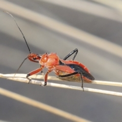 Gminatus australis (Orange assassin bug) at Acton, ACT - 10 Dec 2019 by AlisonMilton