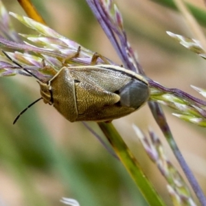 Pentatomidae (family) at Acton, ACT - 11 Dec 2019