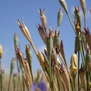 Wahlenbergia luteola at Hackett, ACT - 24 Nov 2019