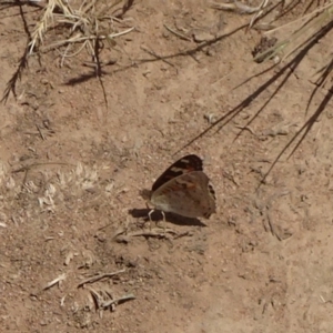 Junonia villida at Hackett, ACT - 24 Nov 2019 02:02 PM