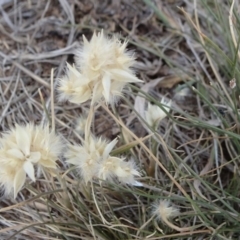 Rytidosperma carphoides (Short Wallaby Grass) at Hackett, ACT - 24 Nov 2019 by JanetRussell