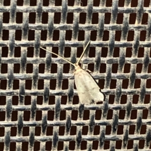 Lecithocera imprudens at Aranda, ACT - 12 Dec 2019