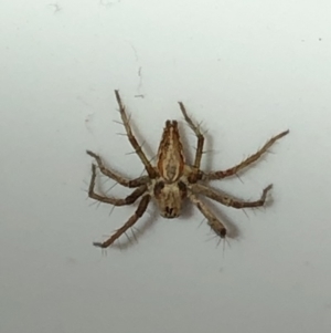 Oxyopes sp. (genus) at Aranda, ACT - 12 Dec 2019 09:00 PM