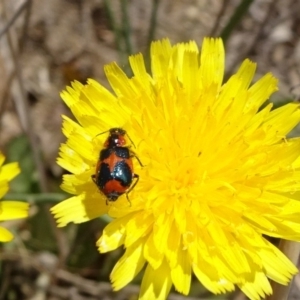 Dicranolaius villosus at Hackett, ACT - 24 Nov 2019