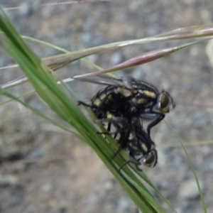 Oxysarcodexia varia at Hackett, ACT - 24 Nov 2019