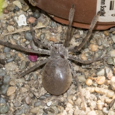 Sparassidae (family) (A Huntsman Spider) at Higgins, ACT - 10 Dec 2019 by AlisonMilton