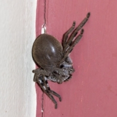 Sparassidae (family) at Higgins, ACT - 11 Dec 2019