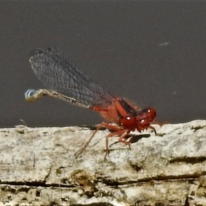 Xanthagrion erythroneurum at Amaroo, ACT - 12 Dec 2019