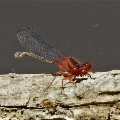 Xanthagrion erythroneurum (Red & Blue Damsel) at Amaroo, ACT - 12 Dec 2019 by JohnBundock