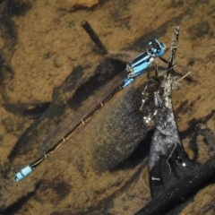 Ischnura heterosticta (Common Bluetail Damselfly) at Amaroo, ACT - 12 Dec 2019 by JohnBundock