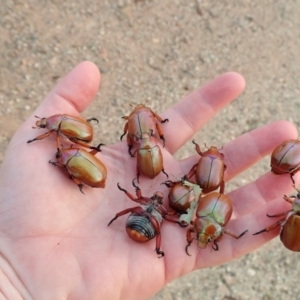 Anoplognathus montanus at Spence, ACT - 12 Dec 2019