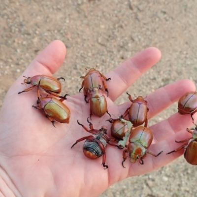 Anoplognathus montanus (Montane Christmas beetle) at Mount Rogers - 12 Dec 2019 by Laserchemisty