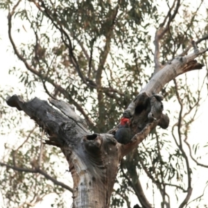 Callocephalon fimbriatum at Acton, ACT - suppressed