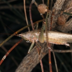 Pseudorhynchus mimeticus (Snout nose katydid) at Rosedale, NSW - 14 Nov 2019 by jb2602