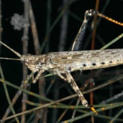 Coryphistes ruricola (Bark-mimicking Grasshopper) at Rosedale, NSW - 14 Nov 2019 by jbromilow50