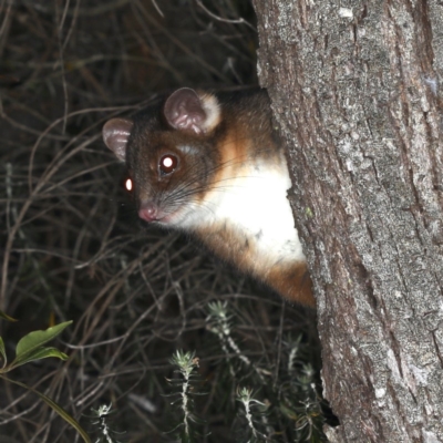 Pseudocheirus peregrinus (Common Ringtail Possum) at Rosedale, NSW - 14 Nov 2019 by jbromilow50