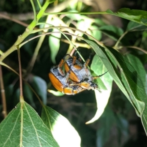 Anoplognathus sp. (genus) at Kambah, ACT - 5 Dec 2019