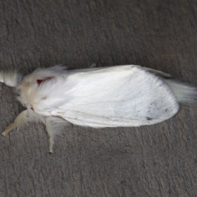 Trichiocercus sparshalli (Sparshall's Moth) at Rosedale, NSW - 14 Nov 2019 by jb2602