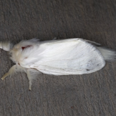 Trichiocercus sparshalli (Sparshall's Moth) at Rosedale, NSW - 14 Nov 2019 by jbromilow50