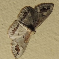 Dithalama cosmospila (Grey Spotted Wave) at Pollinator-friendly garden Conder - 5 Dec 2019 by michaelb