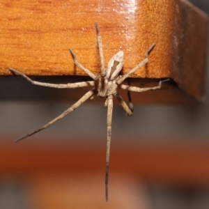 Argoctenus sp. (genus) at Evatt, ACT - 12 Dec 2019 04:17 PM