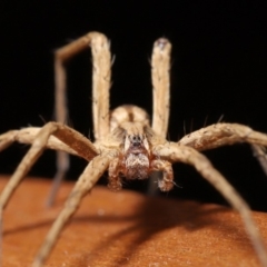 Argoctenus sp. (genus) at Evatt, ACT - 12 Dec 2019 04:17 PM