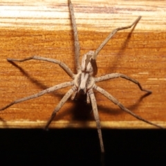 Argoctenus sp. (genus) at Evatt, ACT - 12 Dec 2019 04:17 PM