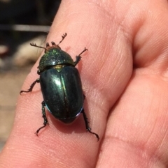 Lamprima aurata (Golden stag beetle) at Wonboyn, NSW - 9 Dec 2019 by wickedtatz